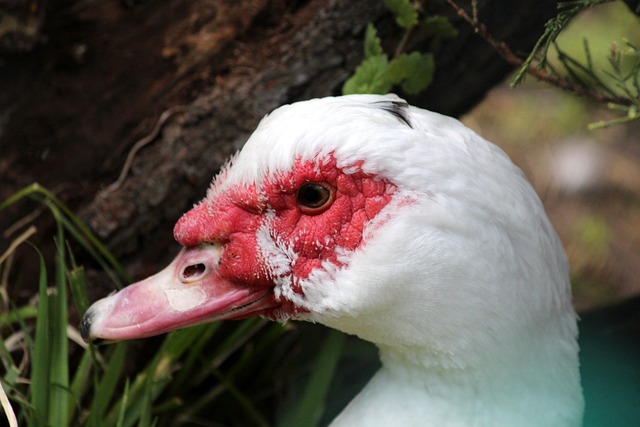 日益商業化 日益商業化