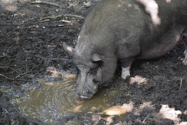 湖人的后备 湖人的后备
