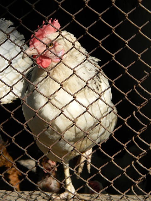 芮乃伟因一 芮乃伟因一