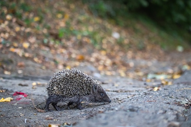 庫庫雷利亞：再沒有比被紐卡輕松擊敗更失敗的表現！.